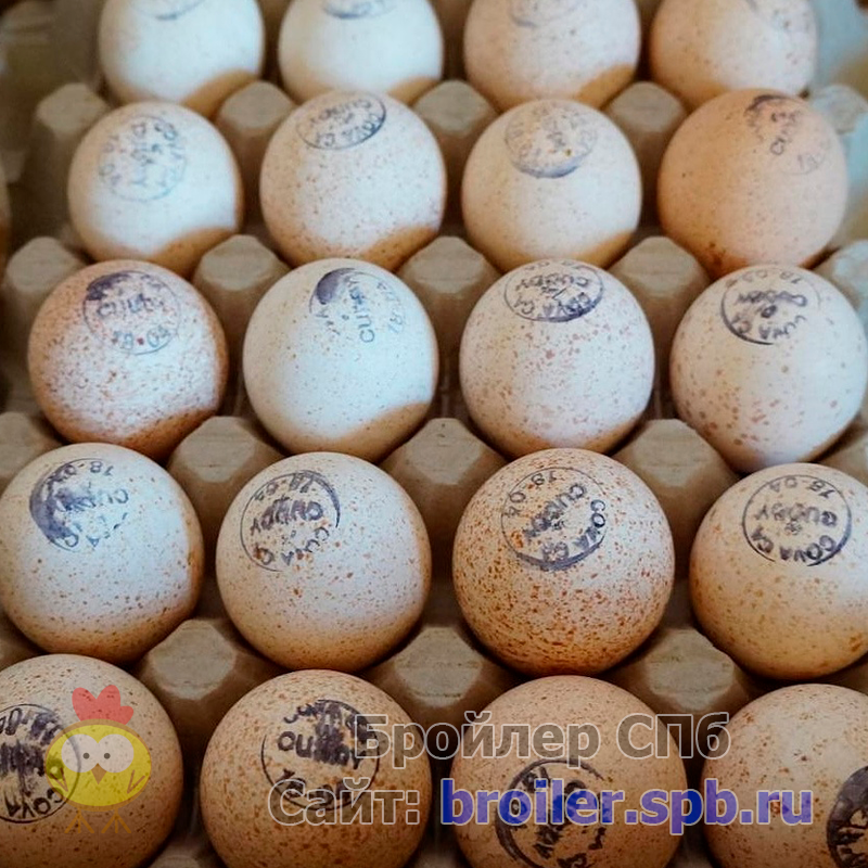 Купить инкубационные яйца бройлера в СПб